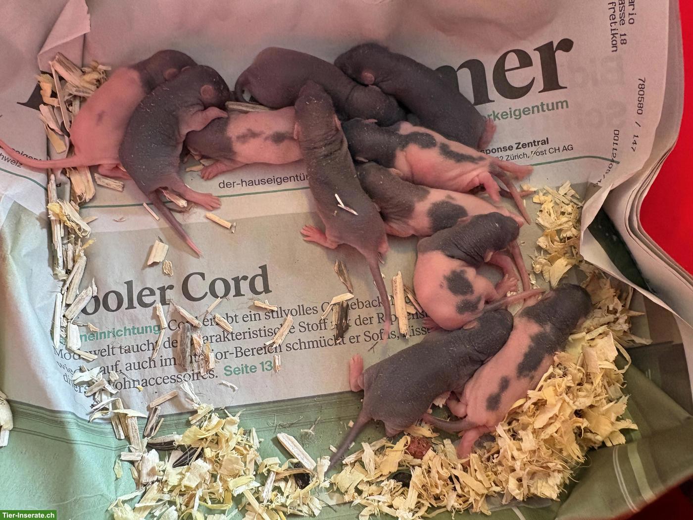 Bild 2: 8 süsse Rattenbabys suchen Zuhause