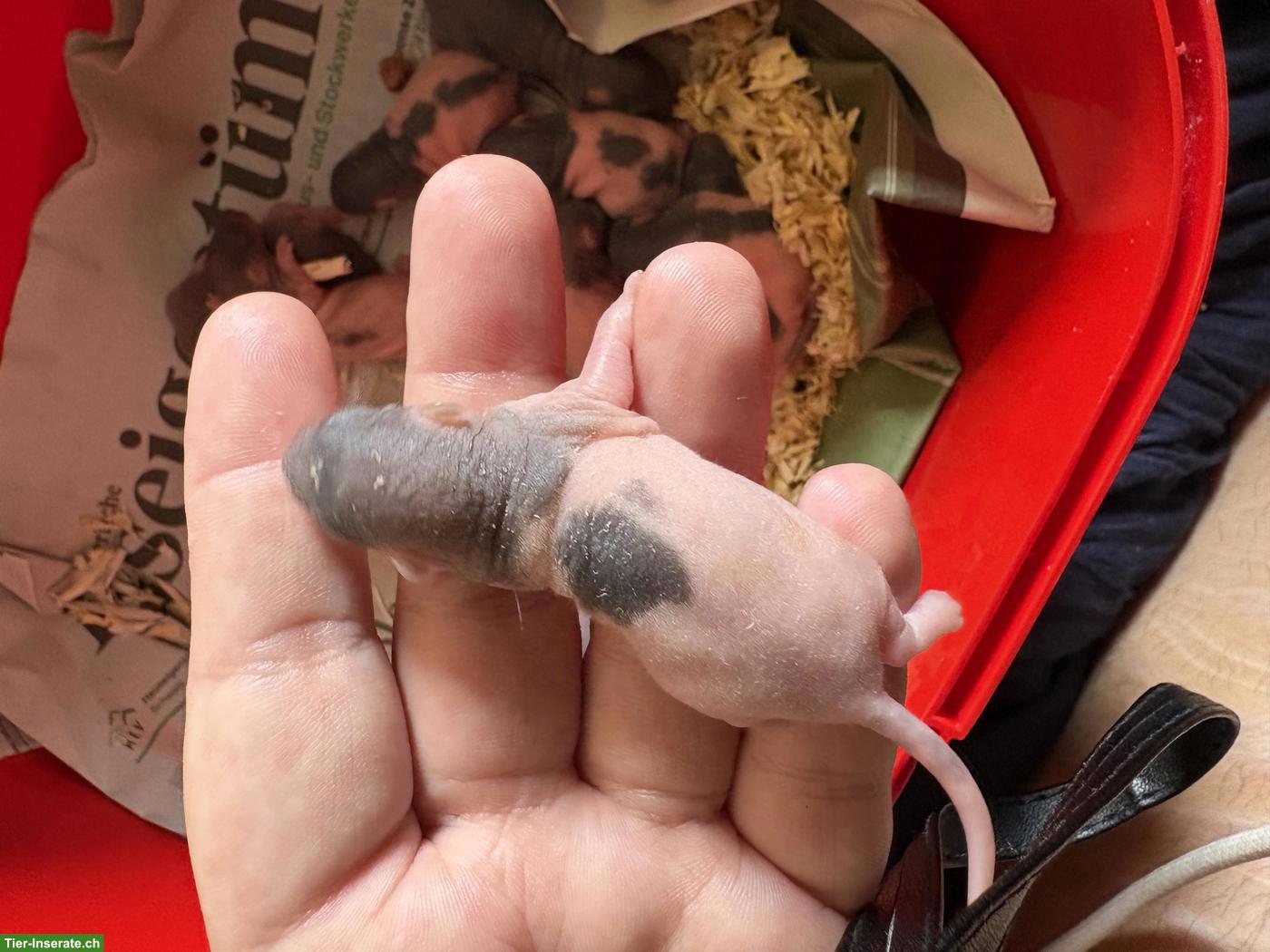 Bild 3: 8 süsse Rattenbabys suchen Zuhause