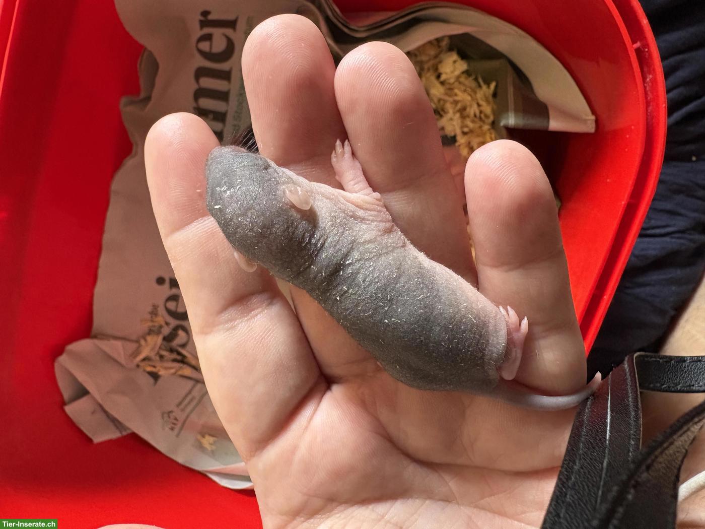 Bild 4: 8 süsse Rattenbabys suchen Zuhause