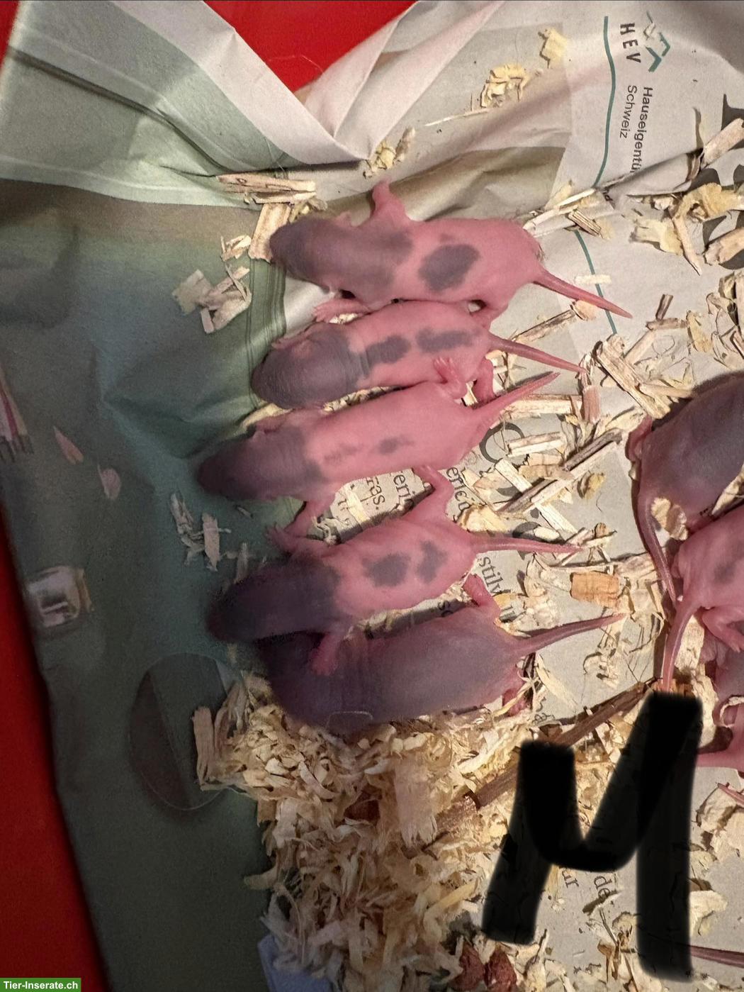 Bild 5: 8 süsse Rattenbabys suchen Zuhause