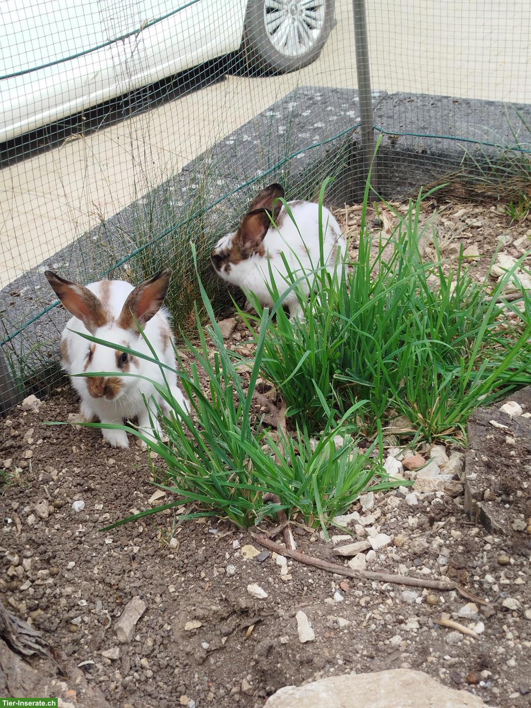 Kaninchen Weibchen zu verkaufen