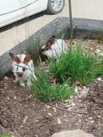 Kaninchen Weibchen zu verkaufen