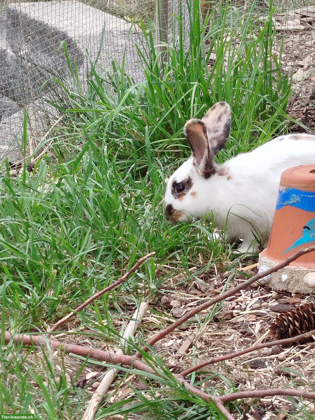 3 Kaninchen Männchen (kastriert) zu verkaufen