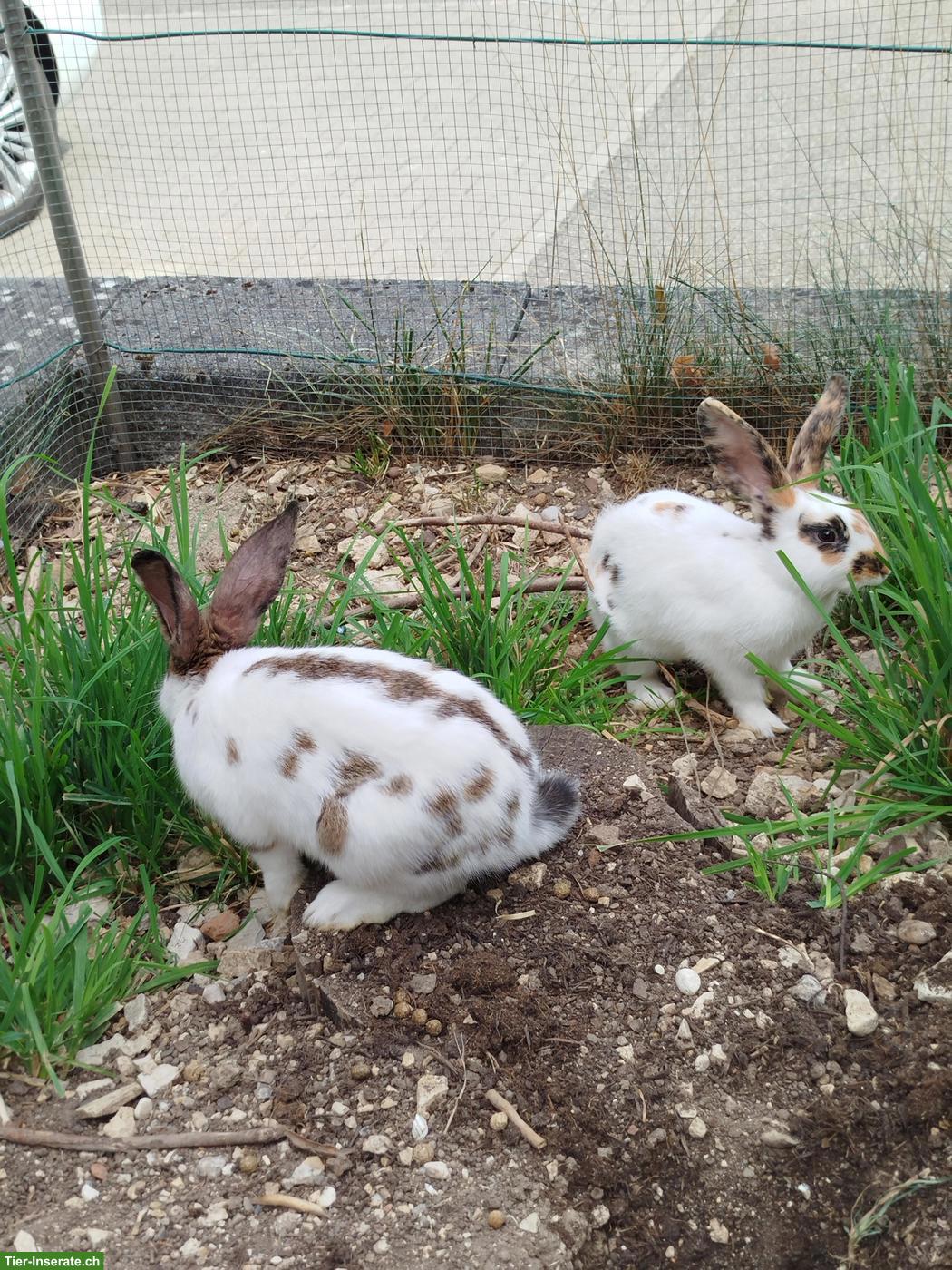 Bild 3: 3 Kaninchen Männchen (kastriert) zu verkaufen