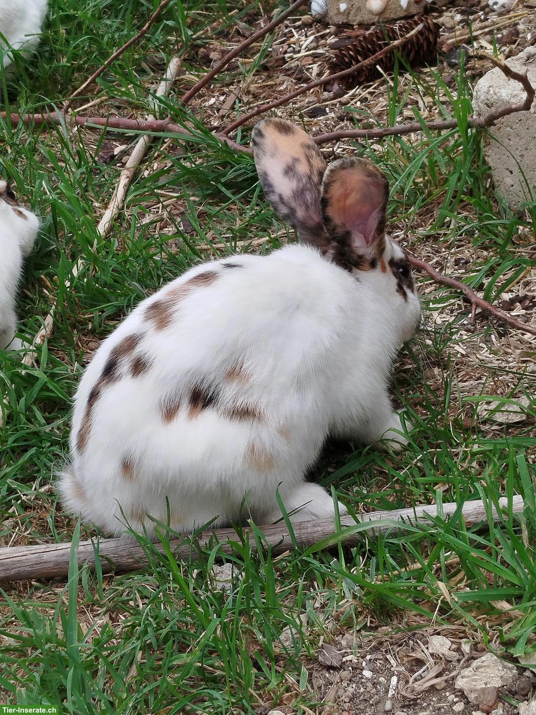 Bild 5: 3 Kaninchen Männchen (kastriert) zu verkaufen