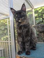 Maine Coon Katze mit Stammbaum und Gentest, kastriert