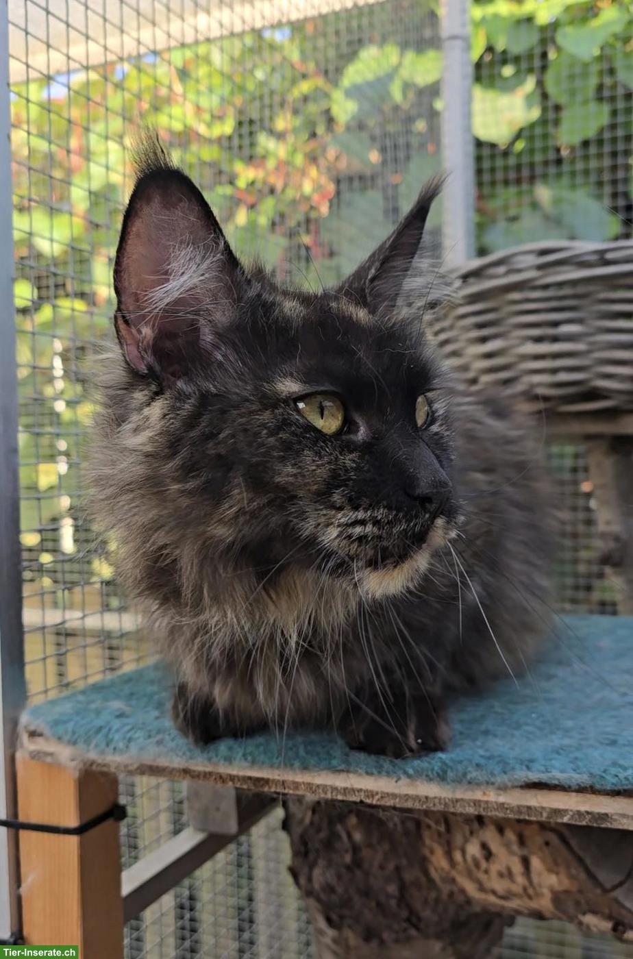 Bild 2: Maine Coon Katze mit Stammbaum und Gentest, kastriert