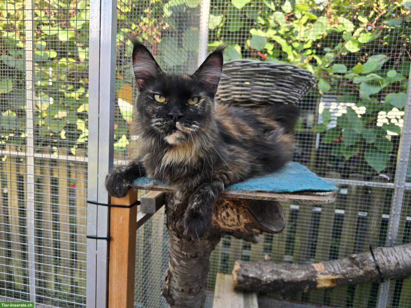 Bild 3: Maine Coon Katze mit Stammbaum und Gentest, kastriert