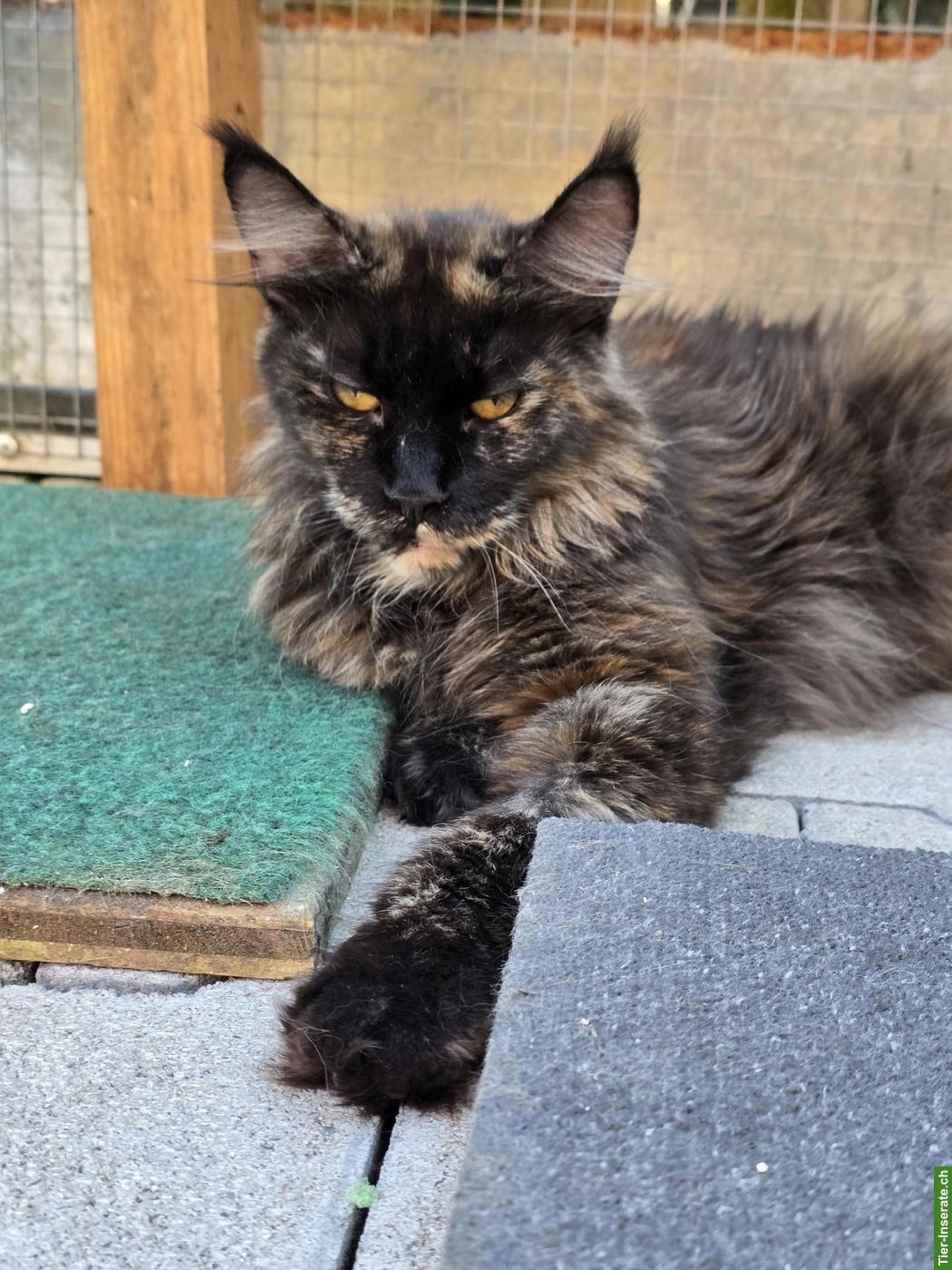 Bild 4: Maine Coon Katze mit Stammbaum und Gentest, kastriert