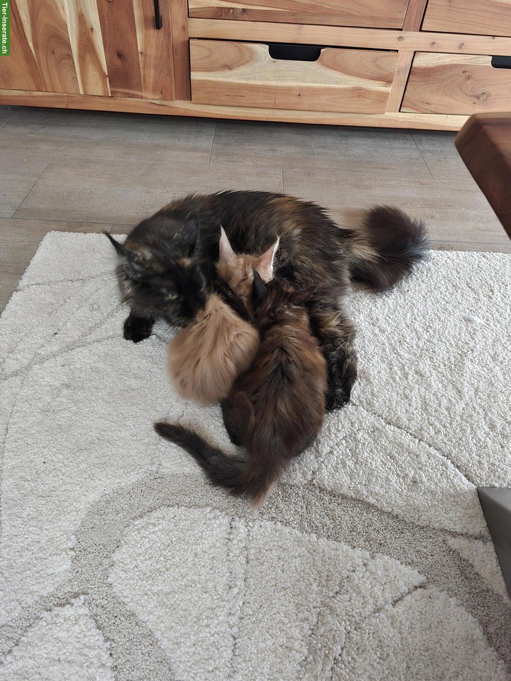Bild 5: Maine Coon Katze mit Stammbaum und Gentest, kastriert
