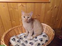 Rot-getigerte Katze Lilly sucht neues Zuhause