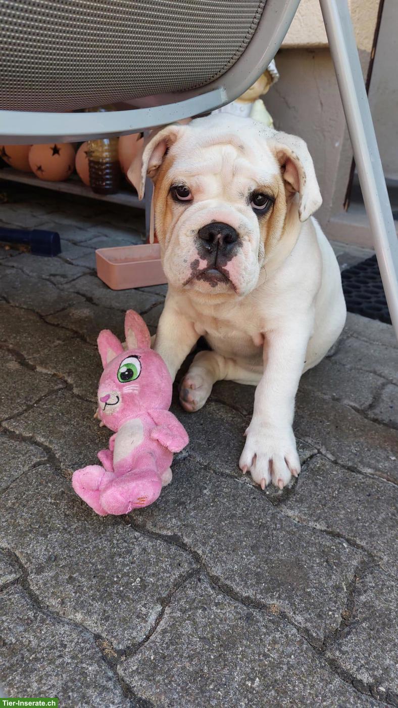 Original English Bulldog Welpe