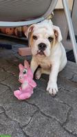 Original English Bulldog Welpe
