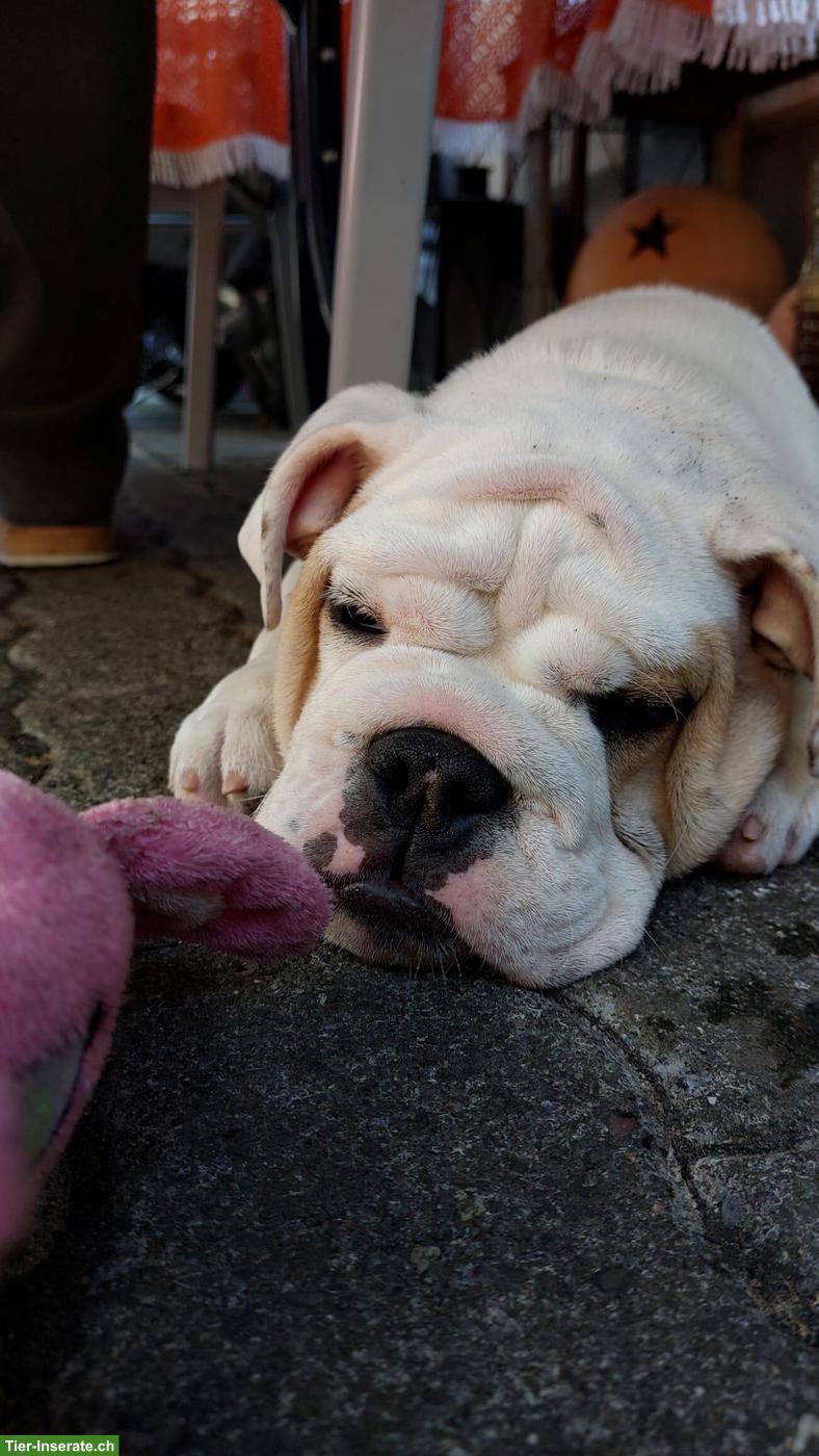 Bild 2: Original English Bulldog Welpe