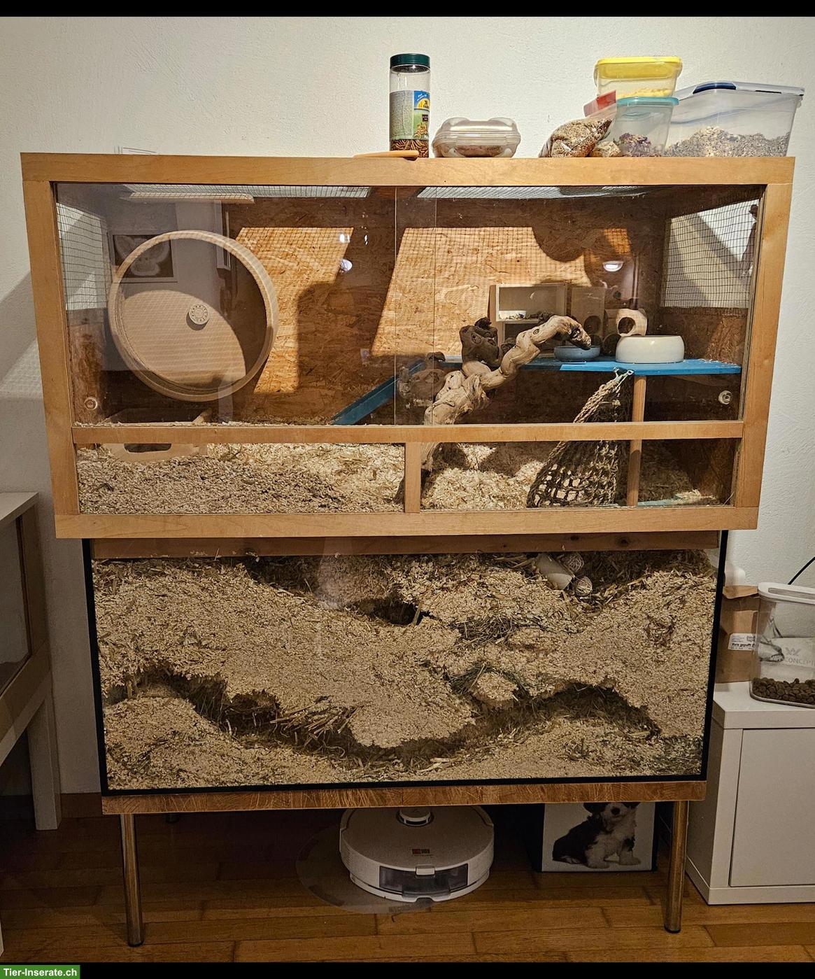 Bild 8: Rennmaus Terrarium mit Aufsatz zu verkaufen