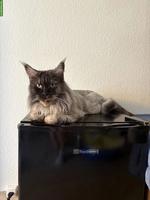 Reinrassige Maine Coon Lady sucht Einzelplatz