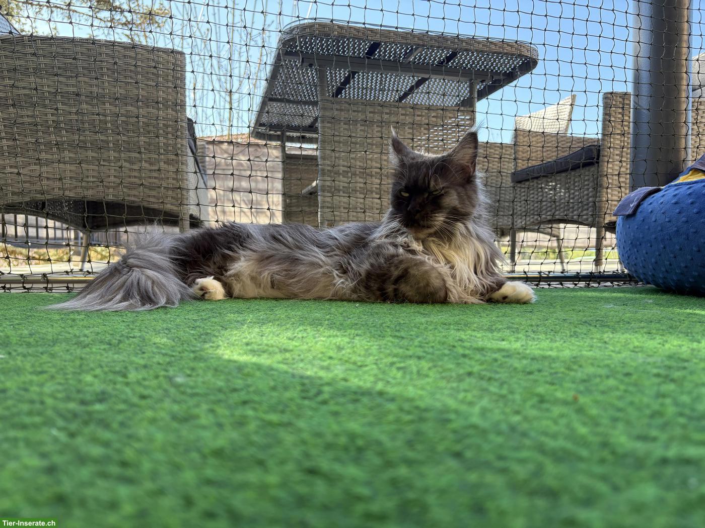 Bild 2: Reinrassige Maine Coon Lady sucht Einzelplatz