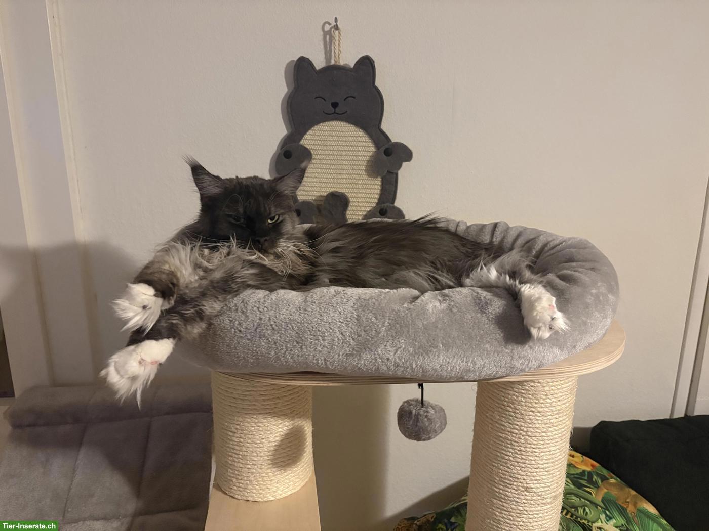 Bild 3: Reinrassige Maine Coon Lady sucht Einzelplatz