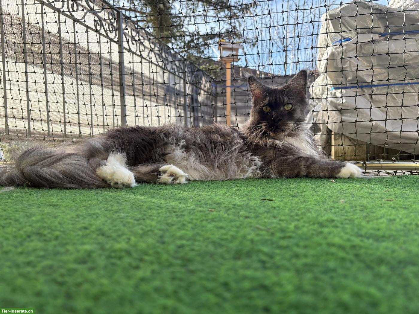 Bild 4: Reinrassige Maine Coon Lady sucht Einzelplatz