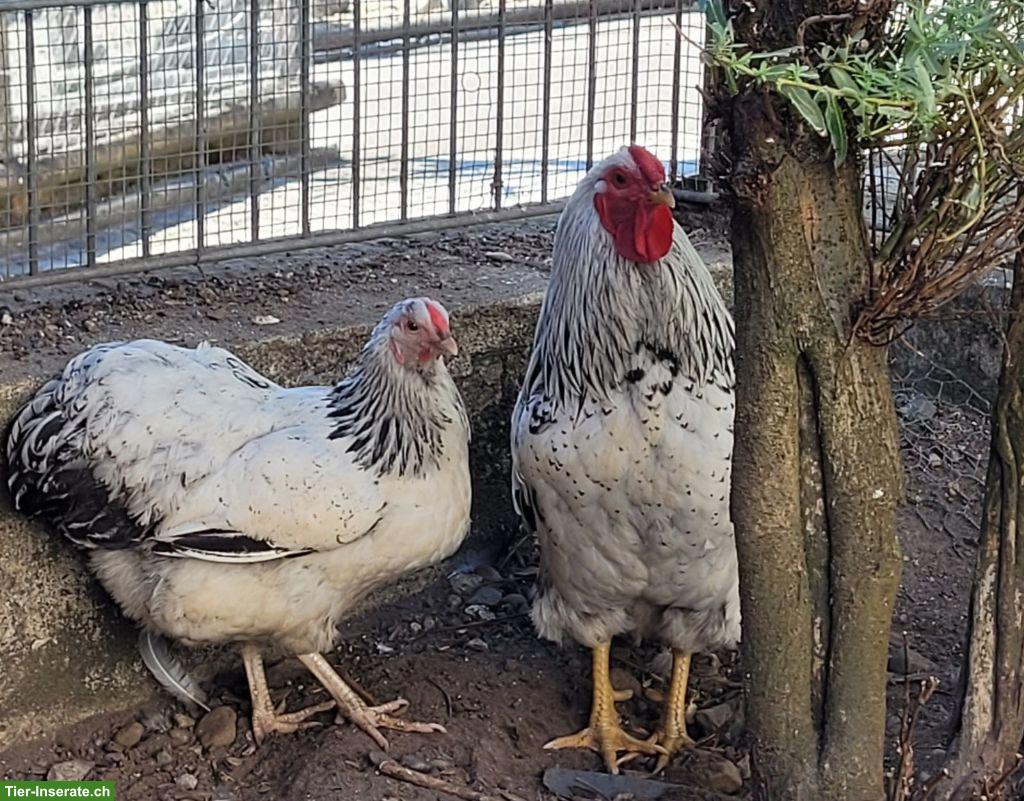 Bild 2: Wyandotten Zwerghühner aus Naturbrut