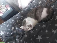 3-jähriger Kater BKH Mix, gechippt, kastriert abzugeben