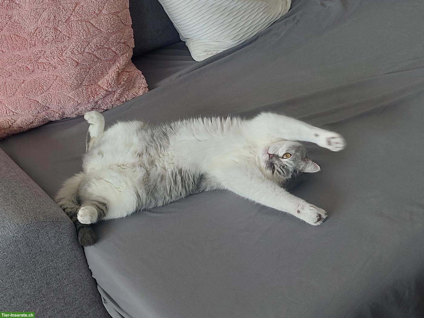 Bild 2: 3-jähriger Kater BKH Mix, gechippt, kastriert abzugeben