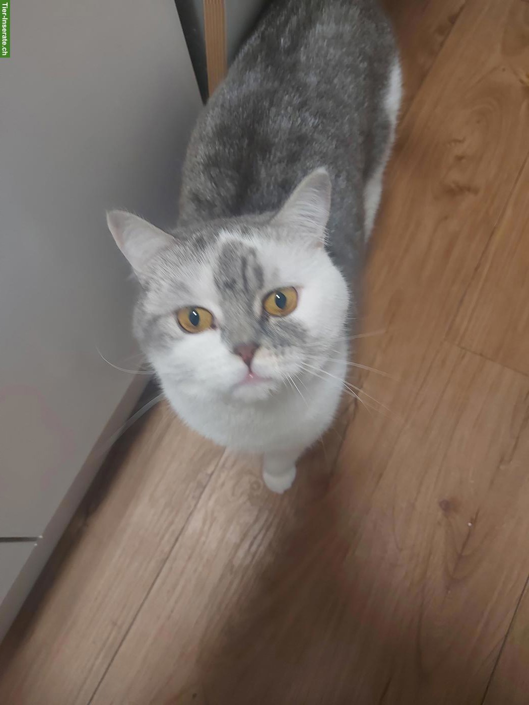 Bild 4: 3-jähriger Kater BKH Mix, gechippt, kastriert abzugeben