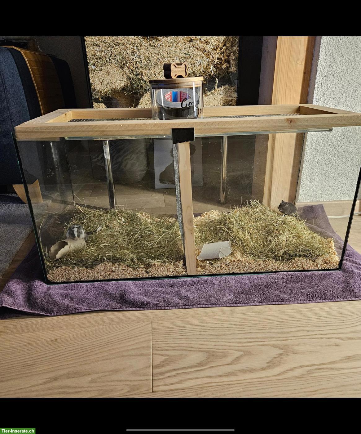 Bild 4: Vergesellschaftungs Terrarium zu verkaufen