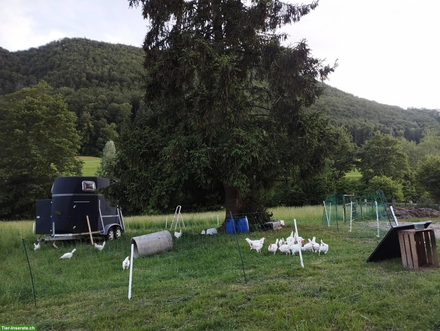 5 Wochen Hühner versorgen, max. 1h, morgens und abends