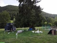 5 Wochen Hühner versorgen, max. 1h, morgens und abends