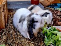 Zwerghäsli Camillo & Lulu suchen gemeinsam ihr Für-immer-Zuhause