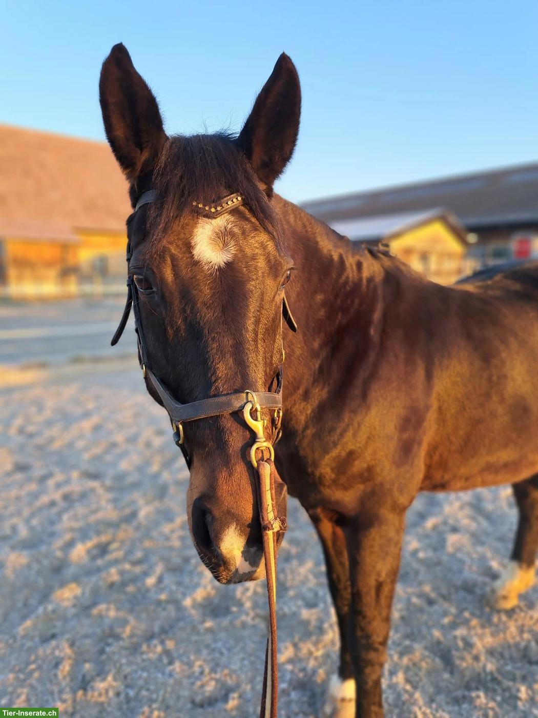 Reitbeteiligung auf 22-jähriger Warmblutstute, Diemerswil BE