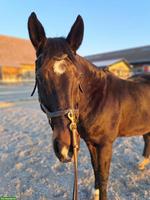 Reitbeteiligung auf 22-jähriger Warmblutstute, Diemerswil BE