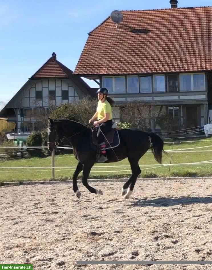 Bild 2: Reitbeteiligung auf 22-jähriger Warmblutstute, Diemerswil BE