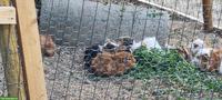 Junge Meerschweinchen Böckli zu verkaufen