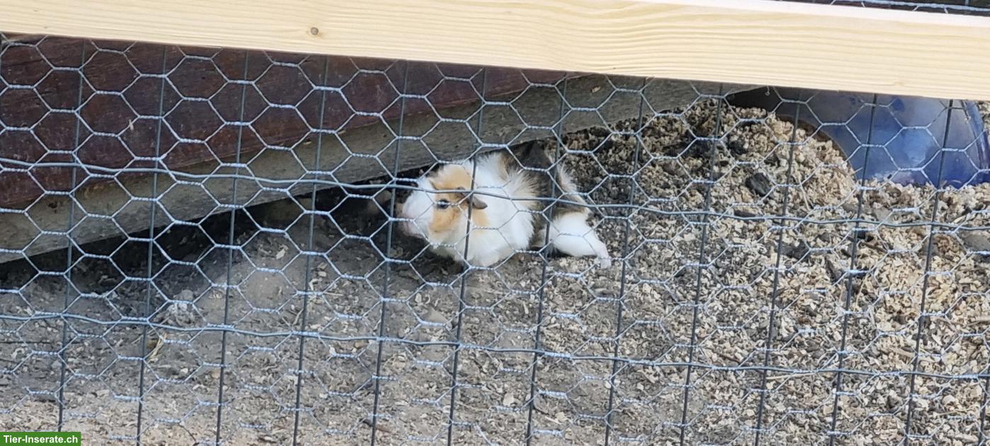Bild 2: Junge Meerschweinchen Böckli zu verkaufen