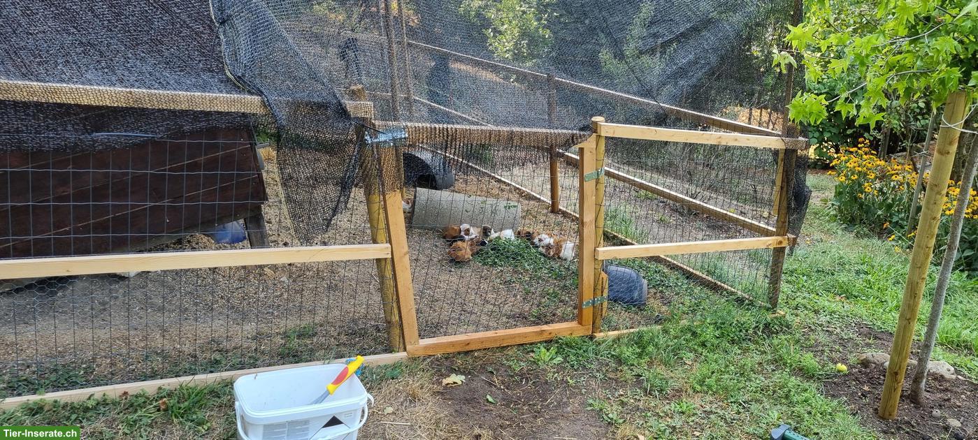 Bild 3: Junge Meerschweinchen Böckli zu verkaufen