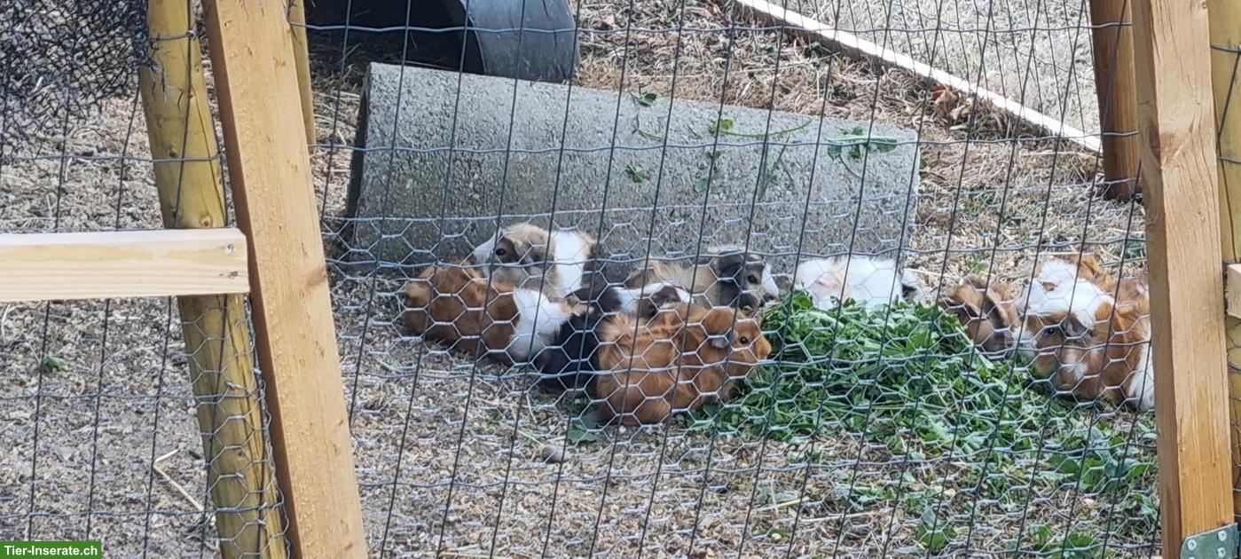 Bild 4: Junge Meerschweinchen Böckli zu verkaufen