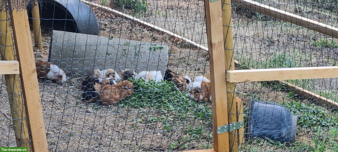 Bild 5: Junge Meerschweinchen Böckli zu verkaufen