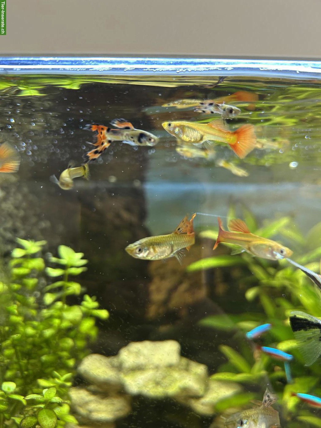 Guppys in diversen Grössen abzugeben