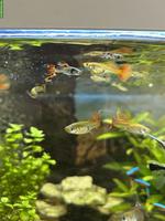 Guppys in diversen Grössen abzugeben