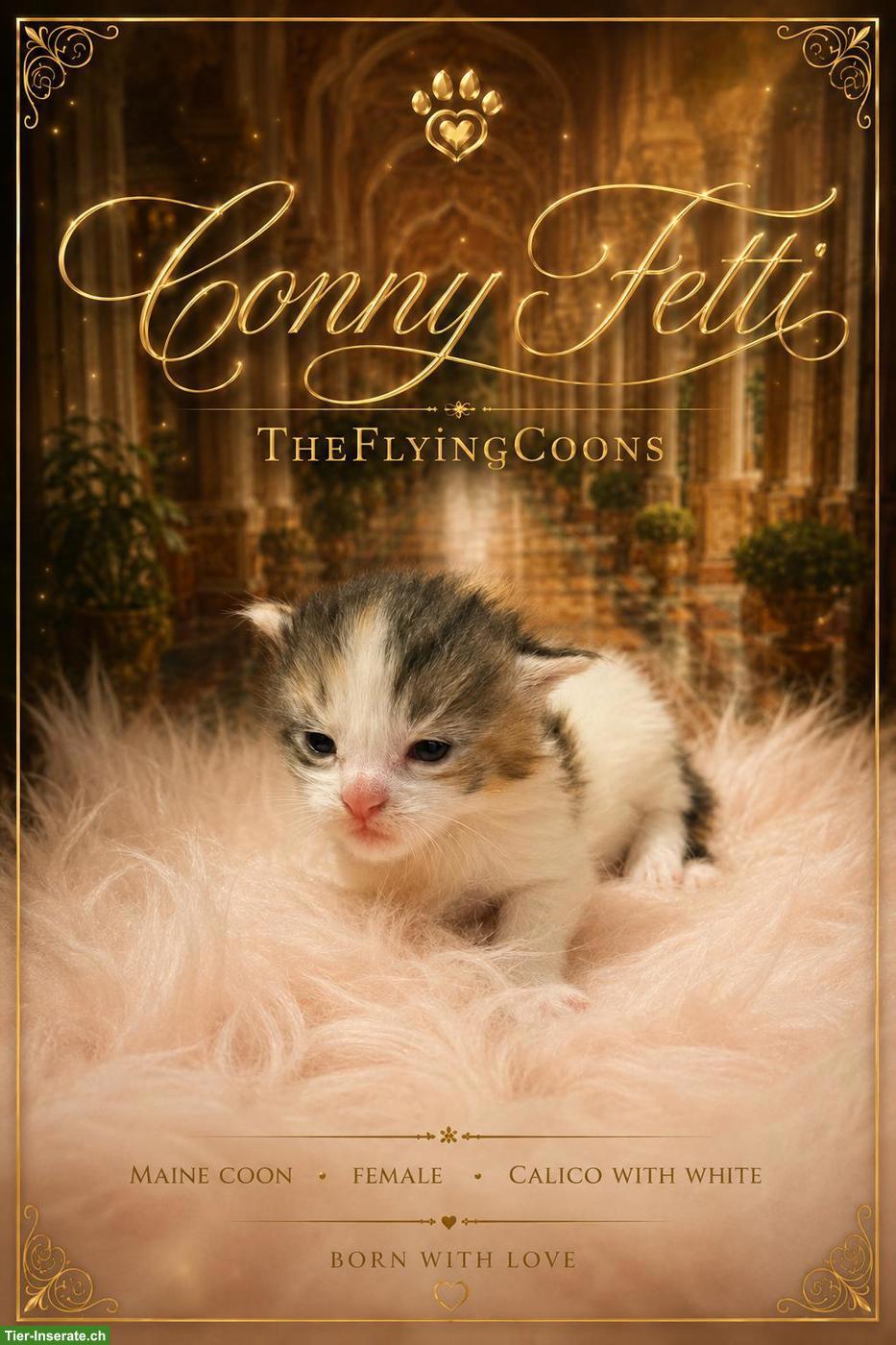 Bild 2: Maine Coon Kitten aus Hobbyzucht im Vorarlberg