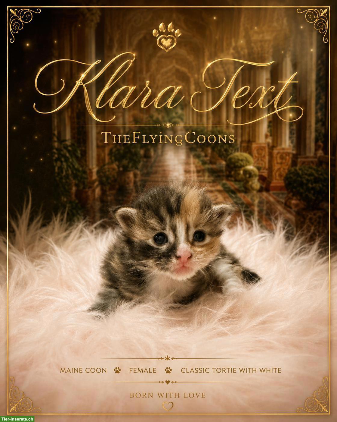 Bild 3: Maine Coon Kitten aus Hobbyzucht im Vorarlberg