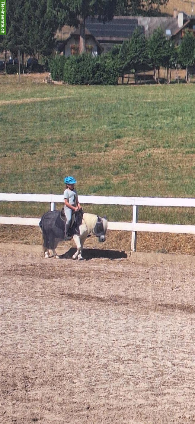 Suche Spazier-/Pflegebeteiligung Pony