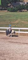 Suche Spazier-/Pflegebeteiligung Pony