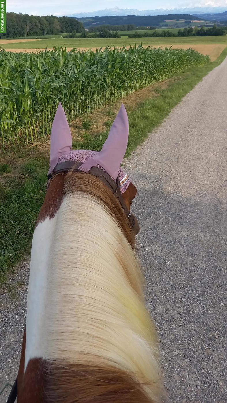 Bild 3: Reitunterricht im Thurgau  Dressur, Anfänger & Longenunterricht