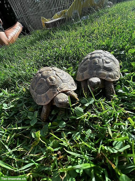 Männliche Landschildkröten zu verkaufen