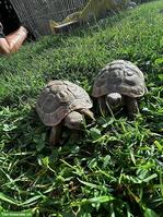 Männliche Landschildkröten zu verkaufen