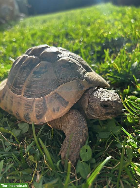 Bild 2: Männliche Landschildkröten zu verkaufen