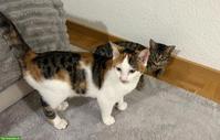 Süsse Kitten zu verkaufen